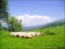 chechnya-russia-republic-sheep-herd.jpg